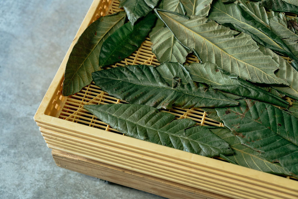 山川薬草研究会  びわの葉茶 *